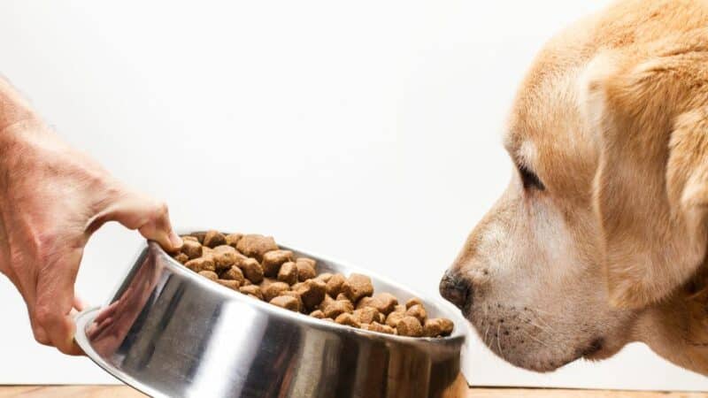 4 טיפים לבחירת אוכל לכלבים