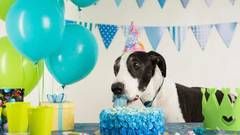 יום הולדת לכלב